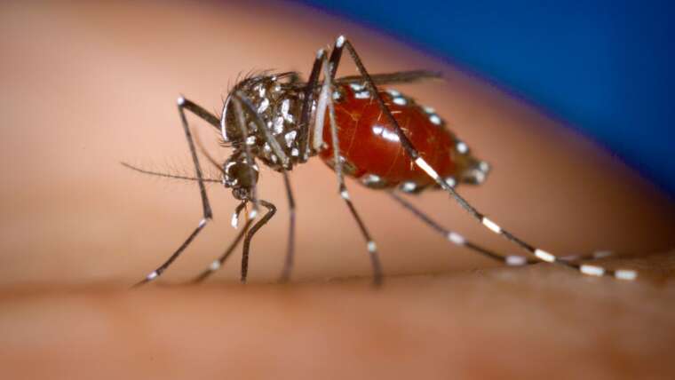 Vitamina C Para Dengue: É Eficaz? Descubra