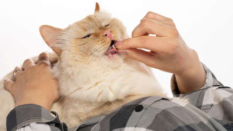 Vitamina C para gatos: a importância da suplementação adequada