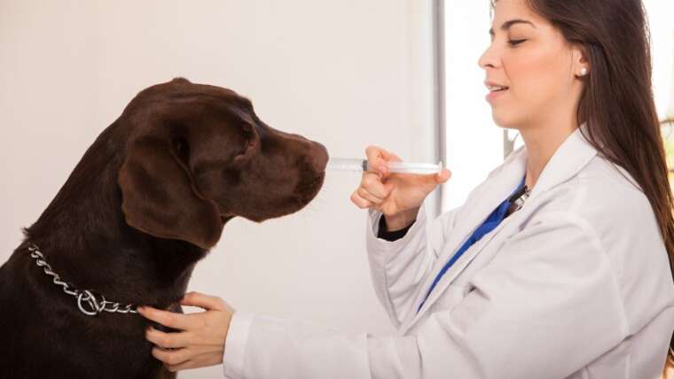 Vitamina C para cães: uma opção de suplementação animal